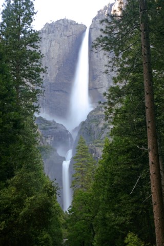 Yosemite Falls through the trees.