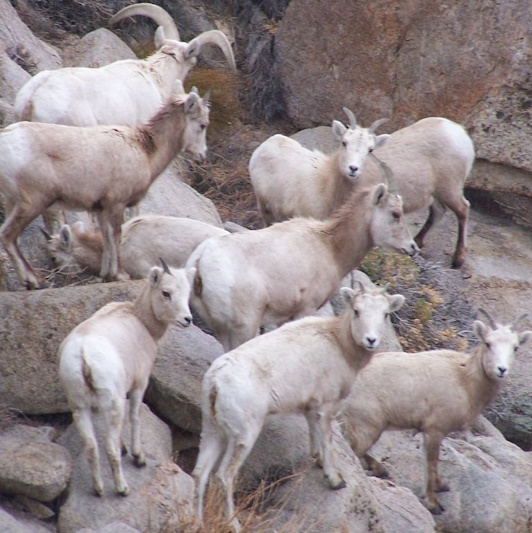 Sierra Nevada Bighorn sheep and Ewes.